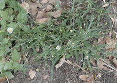 Symphyotrichum divaricatum