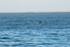 Puffinus mauretanicus