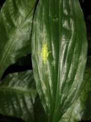 Tympanophyllum maximum