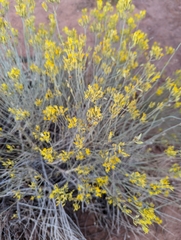 Gutierrezia microcephala