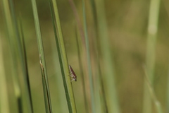Homalodisca elongata