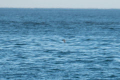 Puffinus mauretanicus