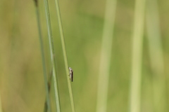 Homalodisca elongata