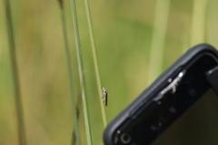 Homalodisca elongata