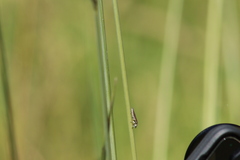 Homalodisca elongata