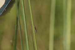 Homalodisca elongata