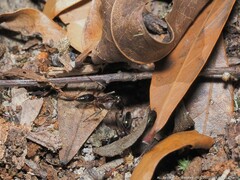 Odontomachus haematodus