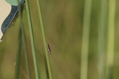 Homalodisca elongata