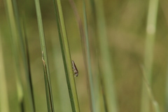 Homalodisca elongata