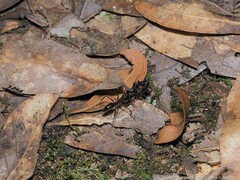 Odontomachus haematodus
