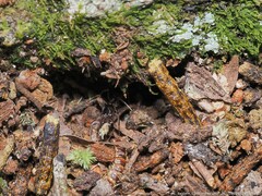 Odontomachus haematodus