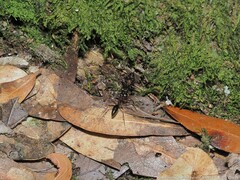 Odontomachus haematodus
