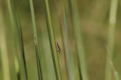 Homalodisca elongata