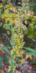 Solidago curtisii
