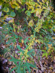 Solidago curtisii