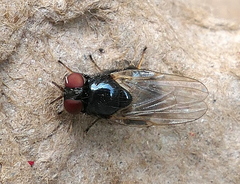 Lonchaea