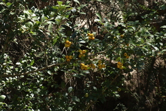 Crataegus mexicana