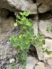 Acleisanthes longiflora