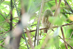 Glaucidium cuculoides