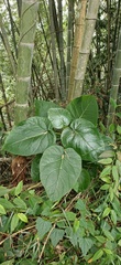Solanum betaceum