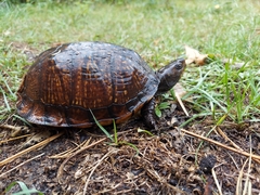 Terrapene carolina major