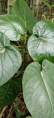 Solanum betaceum