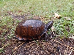 Terrapene carolina major