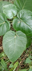 Solanum betaceum