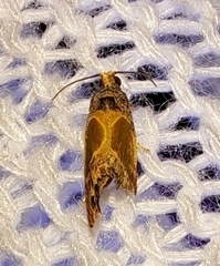 Eumarozia malachitana