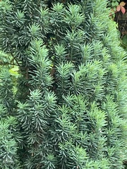 Taxaceae