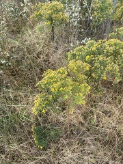 Euthamia caroliniana