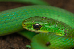 Philothamnus hoplogaster