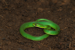 Philothamnus hoplogaster