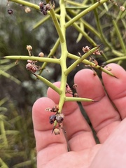 Koeberlinia spinosa