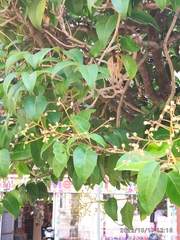 Ligustrum japonicum