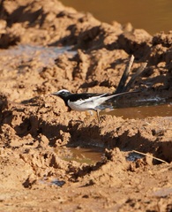 Motacilla maderaspatensis