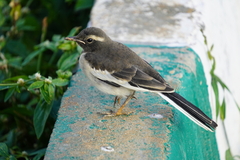 Motacilla maderaspatensis
