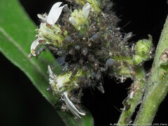 Uroleucon verbesinae