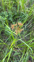 Rhynchospora corniculata