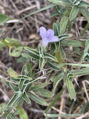 Barleria oxyphylla