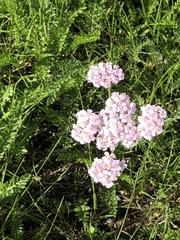 Achillea millefolium