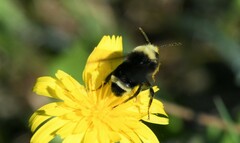 Bombus vosnesenskii