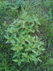 Urtica cannabina