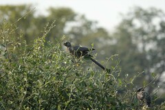 Corythaixoides concolor