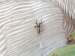 Cotinusa