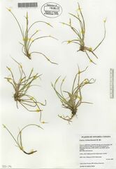 Carex richardsonii