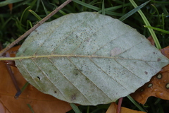 Phyllactinia orbicularis
