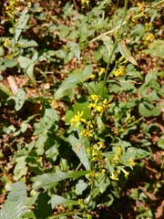 Solidago virgaurea virgaurea