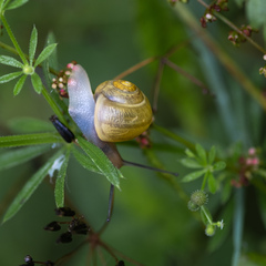 Fruticicola fruticum