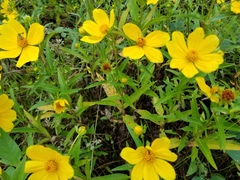 Bidens laevis